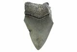 Partial Megalodon Tooth - South Carolina #359114-1